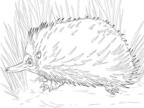 Short Beaked Echidna Coloring Page